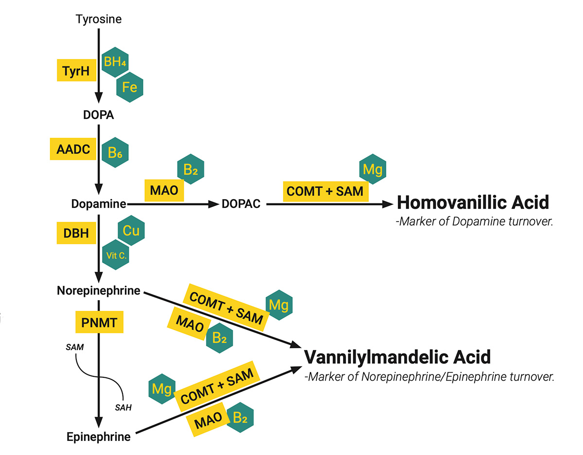 HVA - VMA Pathways